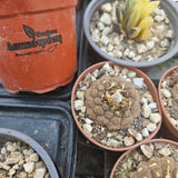 Copiapoa hypogaea