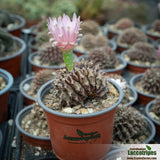Gymnocalycium anisitsii cristatum