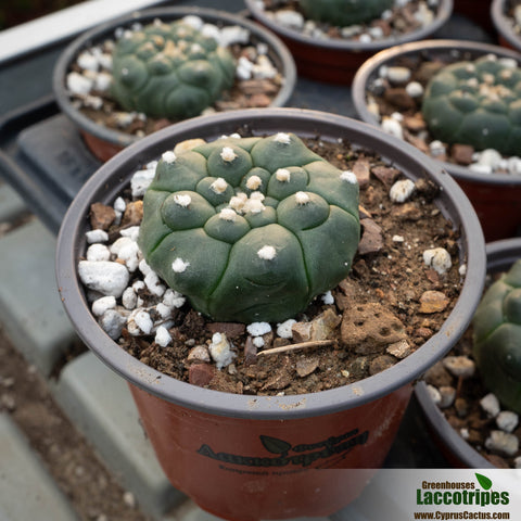 Astrophytum asterias Kikko nudum
