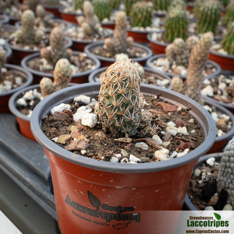 Escobaria minima