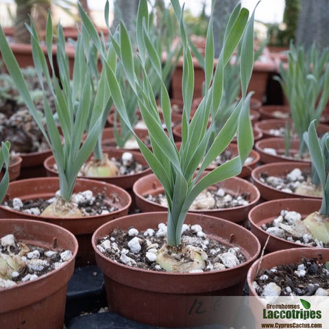 Albuca concordiana