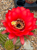 Trichocereus Hybrid Red