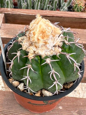 Discocactus horstii