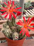 Echinocereus klapperi