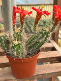 Echinocereus klapperi