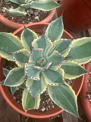 Agave Potatorum Kichiokan Variegated