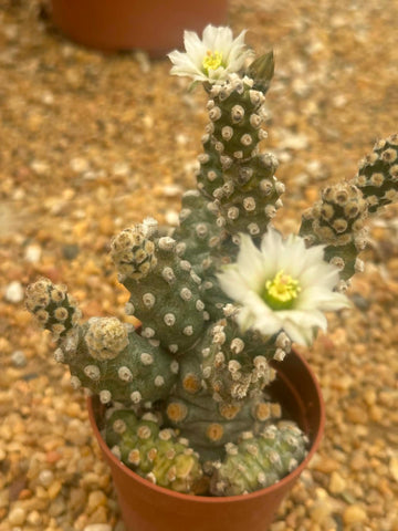 Tephrocactus molinensis