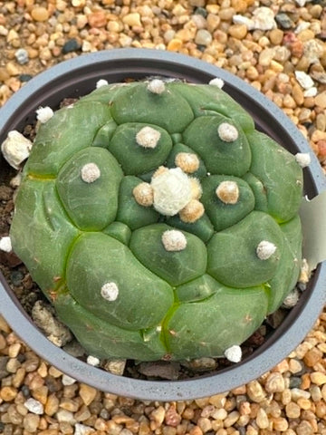 Astrophytum asterias Kikko nudum