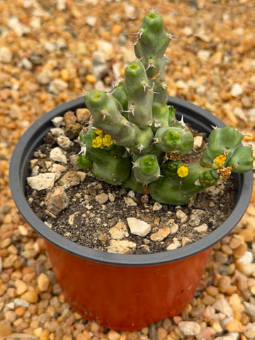 Euphorbia clivicola