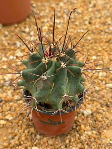 Ferobergia sp. x