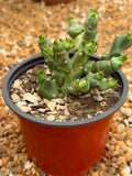 Euphorbia clivicola