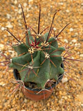 Ferobergia sp. x