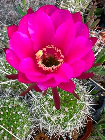 Echinopsis mammilosa