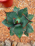 Agave Titanota Black Flame
