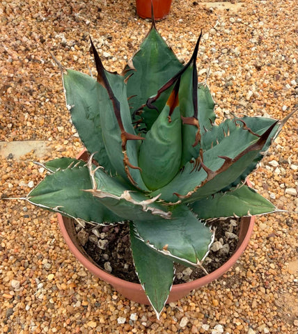 Agave Titanota Black Flame