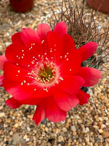 Lobivia hertrichiana
