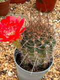 Lobivia hertrichiana