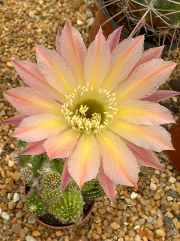 Echinopsis hybrid