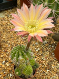 Echinopsis hybrid