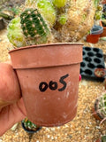 Echinopsis hybrid