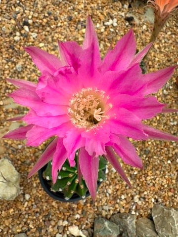 Echinopsis hybrid