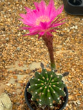 Echinopsis hybrid