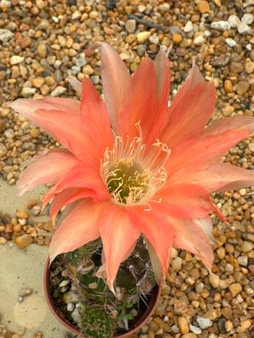 Echinopsis hybrid
