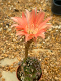 Echinopsis hybrid