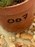 Echinopsis hybrid
