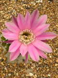 Echinopsis hybrid