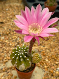 Echinopsis hybrid