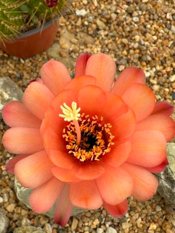 Trichocereus hybrid