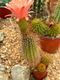 Trichocereus hybrid