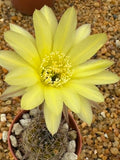 Echinopsis hybrid
