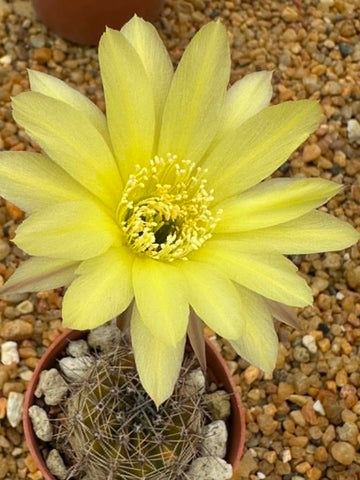 Echinopsis hybrid