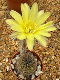 Echinopsis hybrid