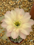 Echinopsis hybrid