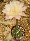 Echinopsis hybrid