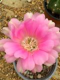 Echinopsis hybrid