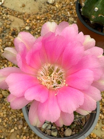 Echinopsis hybrid