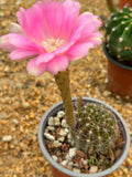 Echinopsis hybrid