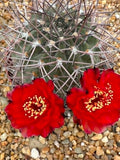Acanthocalycium thionanthum erythranthum