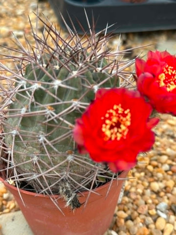Acanthocalycium thionanthum erythranthum