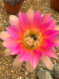 Trichocereus hybrid variegata - Sunset Pink