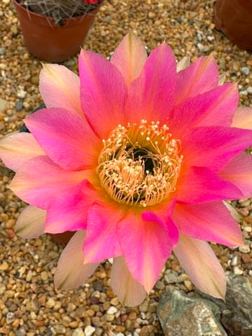 Trichocereus hybrid variegata - Sunset Pink