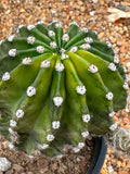 Trichocereus hybrid variegata - Sunset Pink