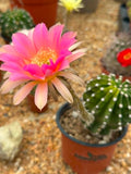 Trichocereus hybrid variegata - Sunset Pink