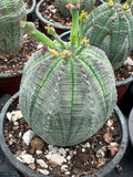 Euphorbia obesa