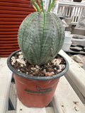 Euphorbia obesa