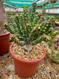Euphorbia royleana inermis